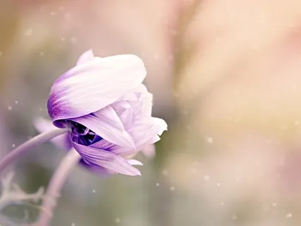 Opening The Heart With Loving Kindness