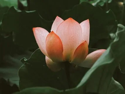 Opening -  The Massage & Reiki  Sound Journey Collection