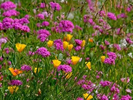 Opening To Abundance