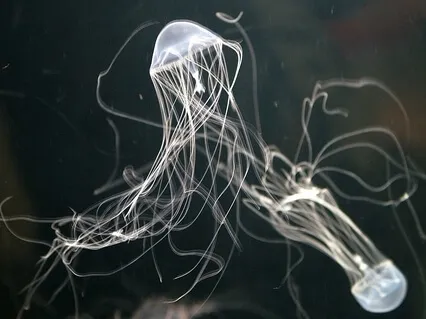 Opening To Ageing, Ill Health And Death