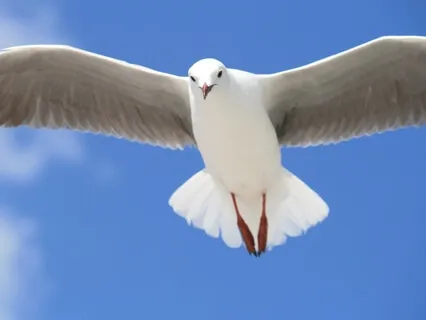 Opening To Experience The Divine Mother