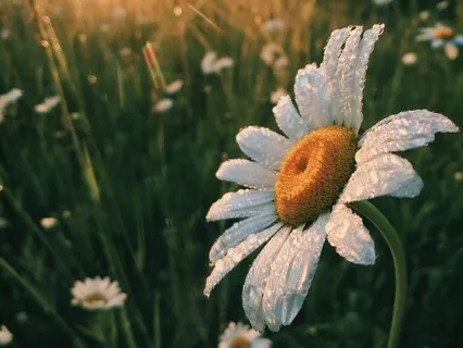 Opening To Gratitude: Embracing The Goodness In Life