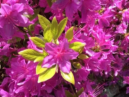 Opening To Gratitude Guided Meditation