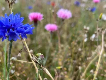 Opening To Life's Transitions - August 12th