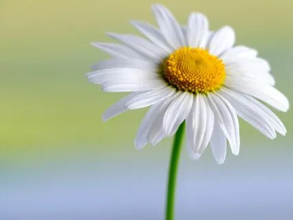 Opening To Life