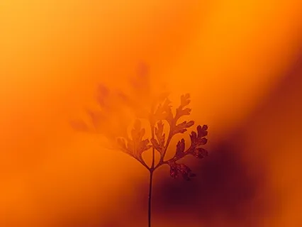 Opening To Love, A Music Alchemy Journey To Open The Heart