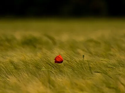 Opening To Love ( Piano)