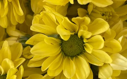 Opening To Receive - Activation Meditation