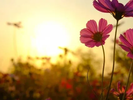 Opening To Reunification With Your Divine Origin