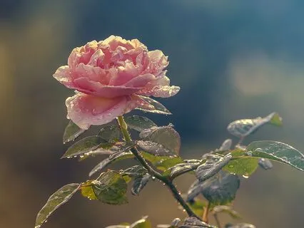 Opening To Venus Yoga Nidra