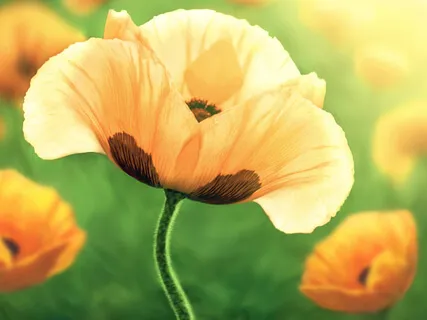 Opening To Love - Balancing Your Heart Chakra