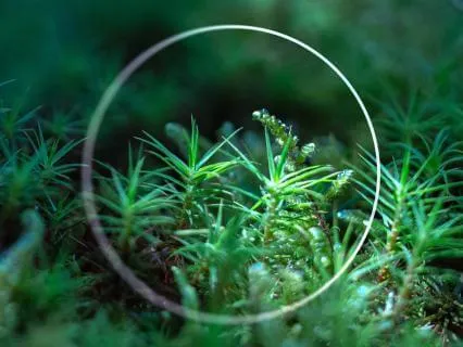 Opening Your Senses With Sounds