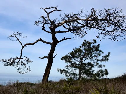 Opportunity For A New Humanity