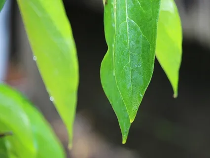 Optimism Mood Elevation Music