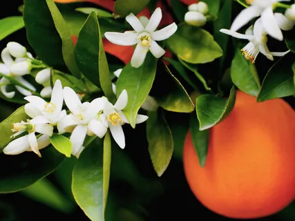 Orange Blossoms
