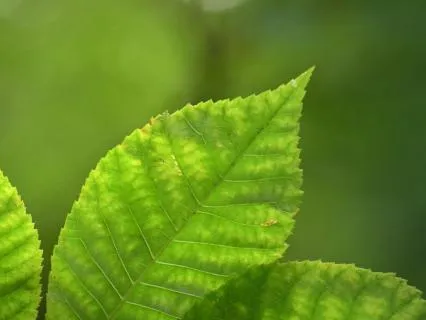 Orchestral Music Inspired by Nature