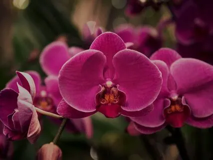 Orchid Bloom Night Train: A Sleepy Tale