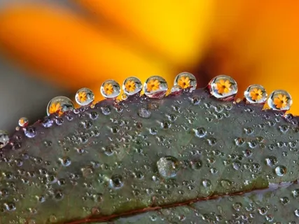 Connect To The Natural Order