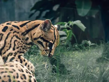 Organic House Session