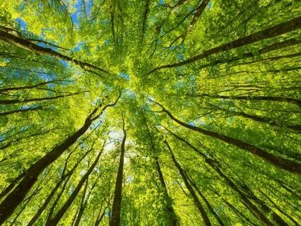 Organic Intelligence–inspired Practice  With- In Nature