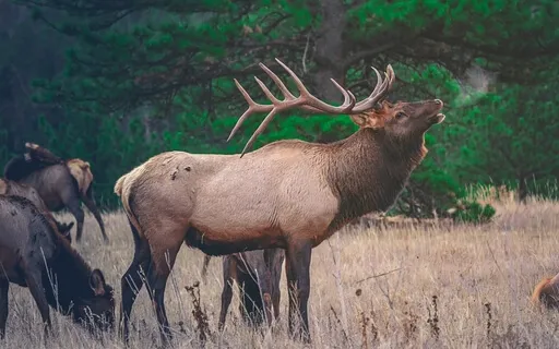 Origin Of The Elk In Finnish Folklore