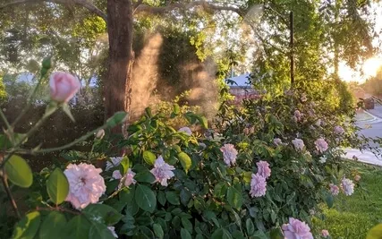 Original Morning Energizer (Per Request)