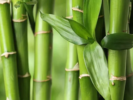 Osho Golden Light Meditation