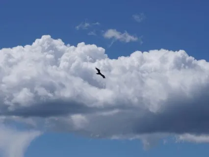 Осознанная Остановка