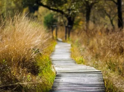 Осознанная Прогулка: Выйти из Aвтопилота и Быть в Моменте