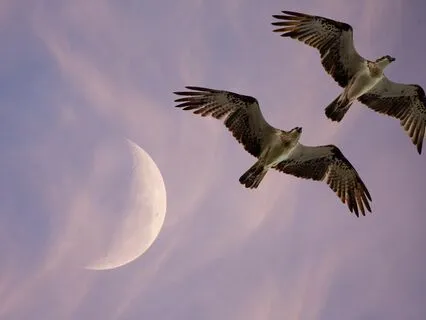 Animal Spirit Osprey: Soaring With Wisdom