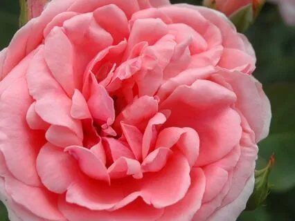 Ostara Meditation For Rejuvenation And Renewal