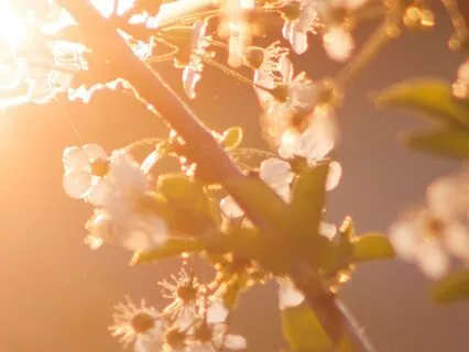 Ostara Or Spring Cozy Chat