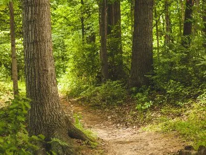 Oud In The Forest - Part 7