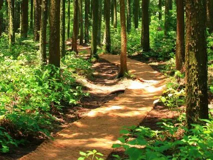 Oud In The Forest - Part 1