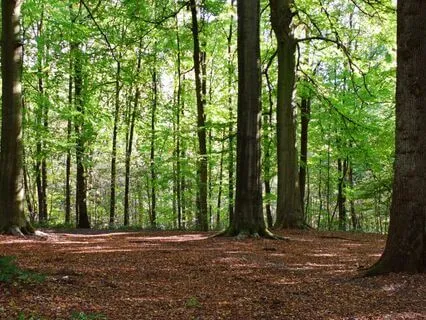 Oud In The Forest - Part 10