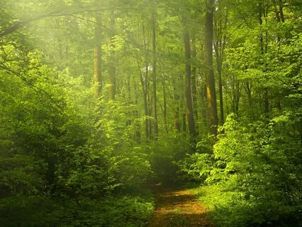 Oud In The Forest - Part 11