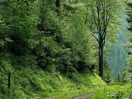 Oud In The Forest - Part 12