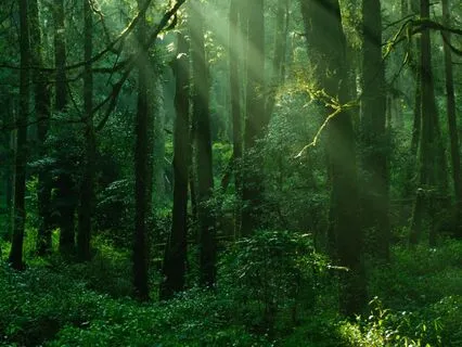 Oud In The Forest - Part 2