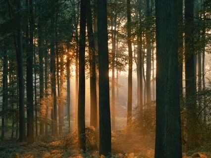 Oud In The Forest - Part 3