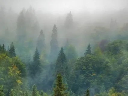 Oud In The Forest - Part 4