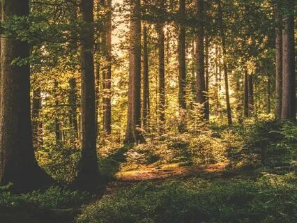 Oud In The Forest - Part 5