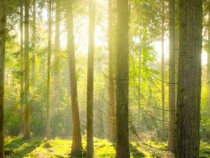 Oud In The Forest - Part 6