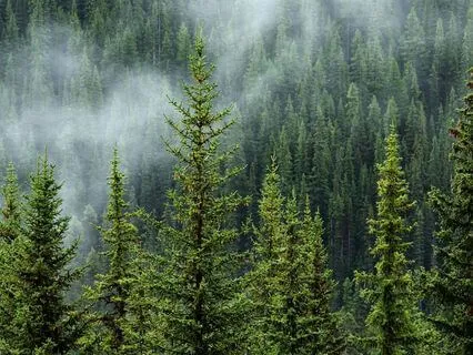 Oud In The Forest - Part 8