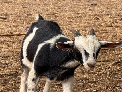 Our Animal Guardians