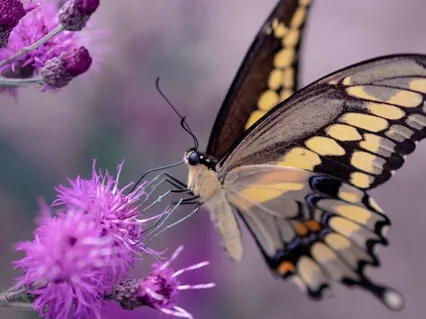 Our Basic Need For Connection