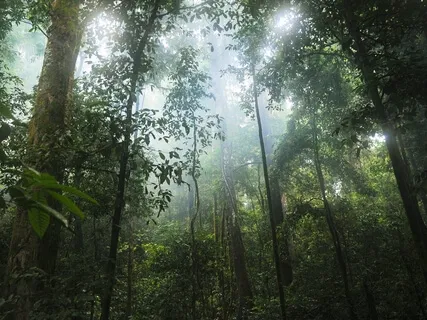 Dream Journey - Into The Jungle