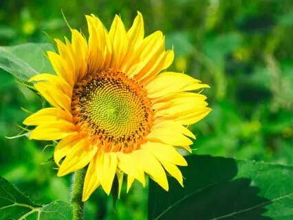 'Our Deepest Fear' Poem By Marianne Williamson