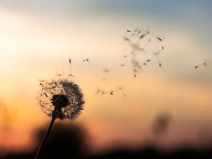 Contemplate the Inner Critic