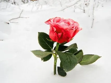 Our Lady Of Guadalupe – Rose In Winter Meditation