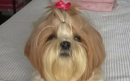 Our Little Pet Princess